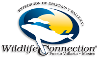 Wildlife Connection