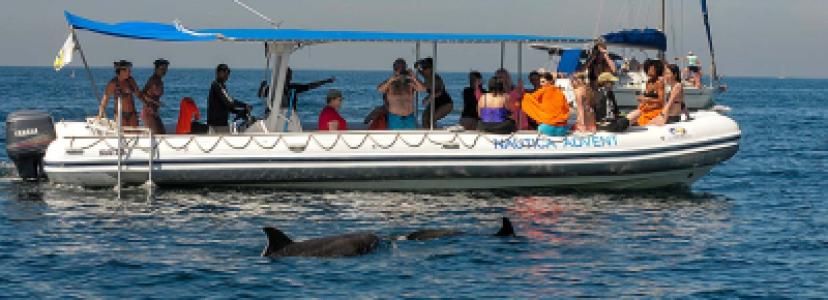 Dolphins in the Wild